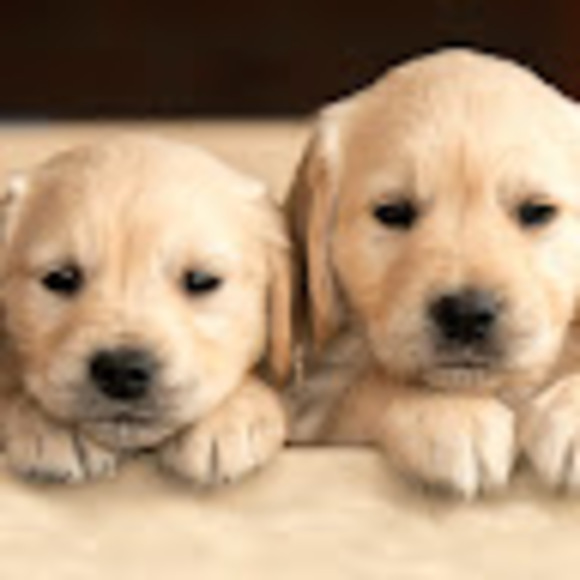 Meet your Posher, Kylie - Picture 1 of 1